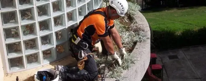 Weeding a planter at height, A technician in a helmet and harness weeding a curved planter box next to a glass-block wall.